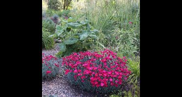 25 x Steenanjer Roze - Bodembedekker Winterhard - Dianthus deltoides Brilliant in 9x9cm pot met hoogte 5-10cm