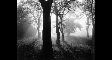 Kunstdruk Tom Weber - Bäume im Nebel I 90x70cm