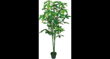 Aralie 150 cm