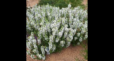 6 x Salvia nemorosa 'Sensation White' - Salie in 9x9 pot met hoogte 0-10 cm