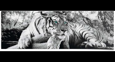 Poster Tijger - 53 x 158 - Papier - REINDERS