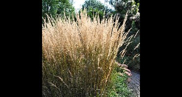6 x Struisriet Karl Foerster - Bloeiend Siergras - Calamagrostis Karl Foerster in 9x9cm pot met hoogte 5-10cm