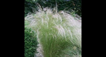 50 x Vedergras Ponytails Groen|Geel - Winterhard Siergras - Stipa tenuissima 'Ponytails' in 9x9cm pot met hoogte 5-10cm