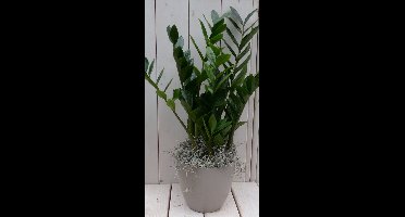 Zamioculcas in taupe pot 55 cm