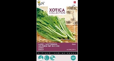Xotica Amsoi Mung Choi