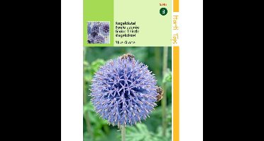 Hortitops Kogeldistel Blue Globe