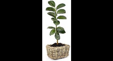 Van der Leeden Planten/bloemen mand - rechthoekig - rotan - gevlochten riet - 49 x 37 x 30 cm - drypot