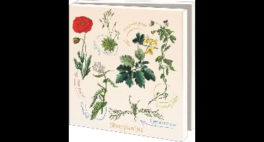 Kaartenmapje met env, vierkant: Stoepplantjes, Hortus botanicus Leiden