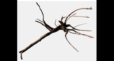 SuperFish Black Spiderwood S