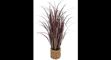 Grote plant ZYA