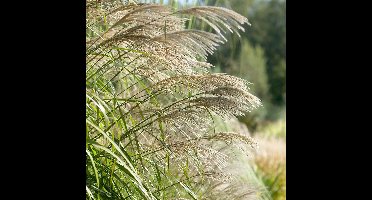 6 x Chinees Prachtriet - Hoog Siergras Winterhard - Miscanthus sinensis in 9x9cm pot met hoogte 5-10cm