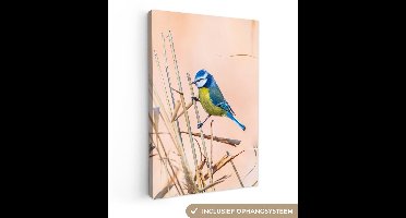OneMillionCanvasses - Canvas - Schilderij - Vogel - Pimpelmees - Veren - Riet - Natuur - Schilderijen woonkamer - Wanddecoratie - 80x120 cm - Canvasdoek