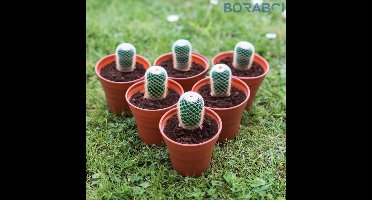 Bloempot - Glanzend - 7,5 cm - Kunststof