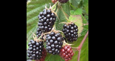 8 x Doornloze Bramenstruik Chester Thornless Zwart Braam - Winterharde Fruitplant Klimplant - Rubus 'Chester Thornless' in C2(liter) pot met hoogte 50-60cm