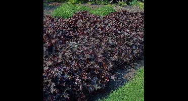 12 x Purperklokje Paars - Bodembedekker Winterhard - Heuchera micantha 'Palace Purple' in 9x9cm pot met hoogte 5-10cm
