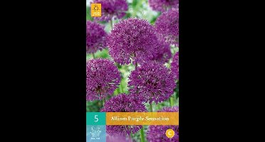 Allium Purple Sensation - sierui - set van 5 stuks