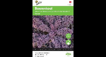Buzzy® - Boerenkool Scarlet F1