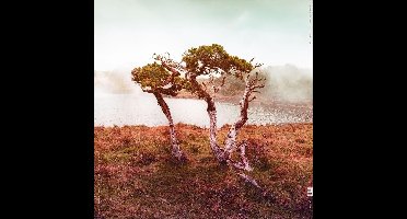 Juniper