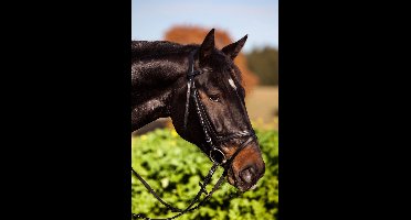 Kerbl Hoofdstel standaard - Warmbloed - zwart