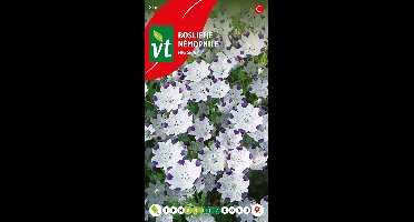 Bosliefje Five Spot zaden - Kleurrijke, delicate bloemen voor een betoverende tuin