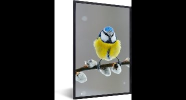 PosterMonkey - Poster - Fotolijst - Pimpelmees - Vogel - Tak - Bloemen - 40x60 cm - Posterlijst - Poster dieren - Frame poster - Poster vogels