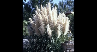 3 x Pampasgras 'Sunningdale Silver' - Hoog Siergras Winterhard - Cortaderia 'Sunningdale Silver' in C4(liter) pot met hoogte 40-60cm