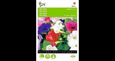 Petunia - Petunia nana compacta