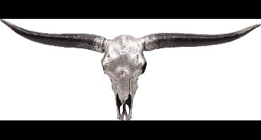 Decoratief Beeld - Schedel Stier Longhoorn - Polyresin - Brulo - Zilver - 15 X 132 Cm
