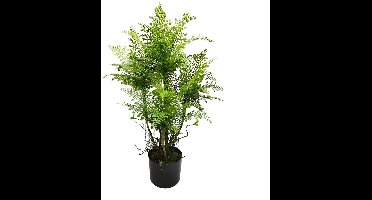 Kunstplant Spleenwort Varen - 81 cm