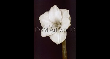 Kunstdruk Prades Fabregat - Bora Bora Flower II 50x70cm