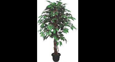 Ficus Benjamin 110 cm