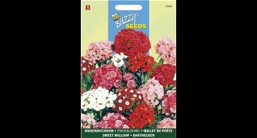 Duizendschoon enkelbloemig gemengd - Dianthus barbatus