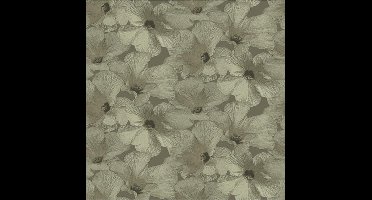 Annuell Hibiscus zand 11005