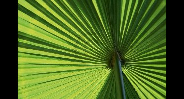 Kunstdruk Ortwin Klipp - Leaf 1 70x50cm