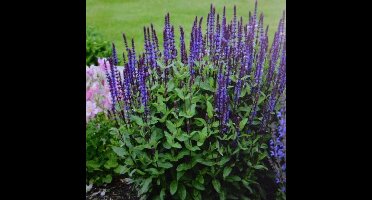 12 x Salie Caradonna XL Paars|Blauw - Tuinplanten Winterhard - Salvia nemorosa 'Caradonna' in C2(liter) pot met hoogte 0-50cm