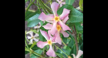4 x Roze Toscaanse Jasmijn - Wintergroene Klimplant - Trachelospermum jasminoides 'Pink Showers' in C2(liter) pot met hoogte 50-60cm