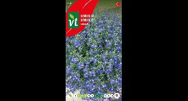Lobelia Cascade zaden - langdurig bloeiende borderplant