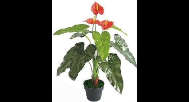 Anthurium 90 cm