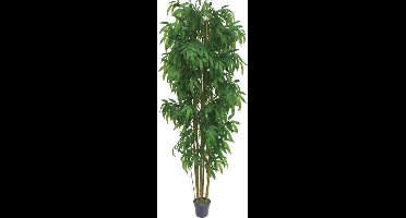 Bambus 210 cm