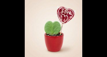 Sweetheart Plant Set - Groene Mini Gift - Pot & Plant Set - Rood of Roze