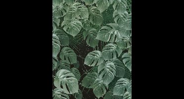 Komar Pure | monstera | bladeren | fotobehang op vlies 200x250cm