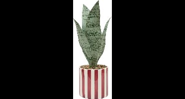Atmosphera Kunstplant Sansevieria Chéri met keramische pot - Ø12xH38cm - Rood