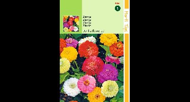 2 stuks HT Zinnia Dahliabloemig