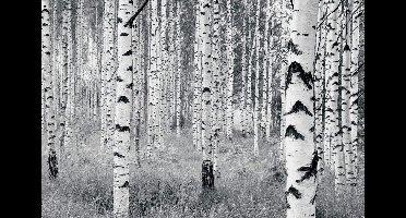 Fotobehang Woods