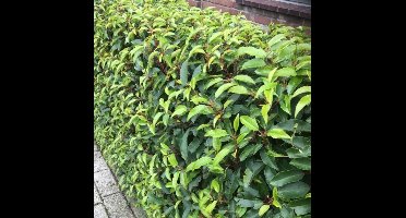 8 x Portugese Laurier - Laurhaag Wintergroen - Prunus lusitanica 'Angustifolia' in C2(liter) pot met hoogte 30-40cm