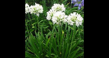 6 x Afrikaanse Lelie Wit - Tuberoos of Kaapse Lelie - Agapanthus africanus 'Albus' in 9x9cm pot met hoogte 0-10cm