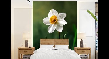 Behang - Fotobehang Narcis - Bloem - Wit - Grassprieten - Breedte 160 cm x hoogte 220 cm