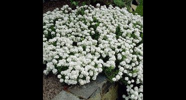 25 x Scheefkelk of Scheefbloem Wit - Bodembedekker Wintergroen - Iberis sempervirens in 9x9cm pot met hoogte 5-10cm