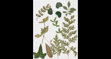 Gedroogde bloemen en bladeren, groen, 1doos/ 1 doos