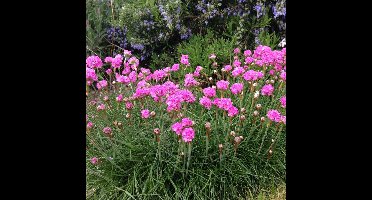 4 x Engels Gras Rood|Roze XL - Bodembedekker Wintergroen - Armeria maritima Splendens in C2(liter) pot met hoogte 10-20cm